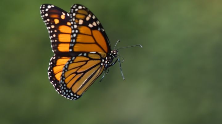 VIDEO: así se incendió el bosque santuario de la mariposa monarca en Michoacán