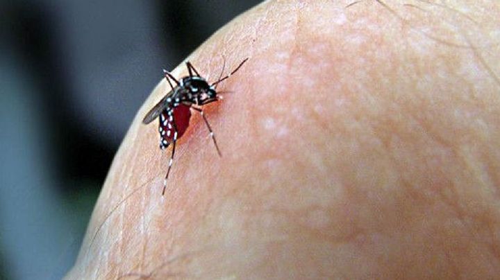 Inicia nuevo ciclo de fumigación en Baja California Sur ante 187 casos confirmados de dengue