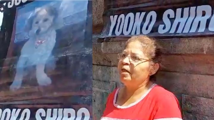 Piden justicia por "Yooko Shiro", el perrito que murió al ser atropellado por una camioneta en Oaxaca