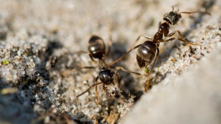¿Aprende cómo usar el vinagre para sacar a las hormigas de tu hogar?