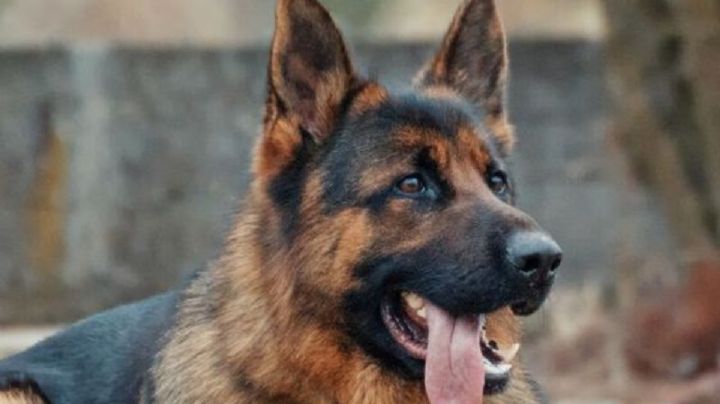 Cuántos años vive un perro pastor alemán, según expertos
