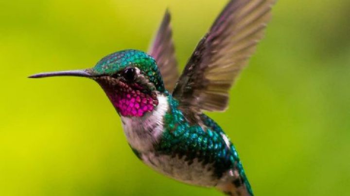 Descubre el profundo significado de que un colibrí se pose en tu ventana