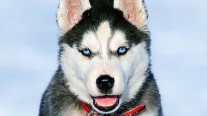 Cuántos años vive un perro husky siberiano, según especialistas