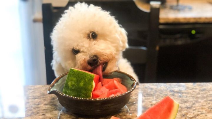 10 frutas para mantener a tu perro hidratado y evitar un golpe de calor que puede llegar a ser mortal