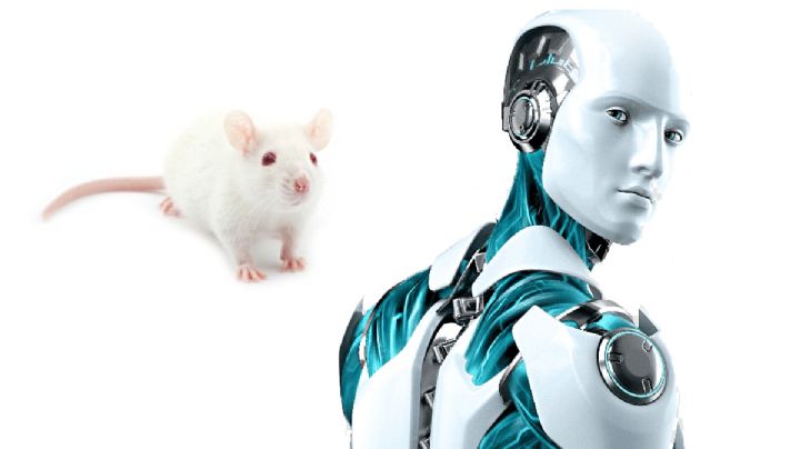 Crean robots con tejidos musculares de seres vivos