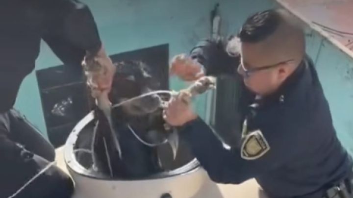 VIDEO: policías rescatan a perrito que se encontraba al interior de un tinaco en CDMX