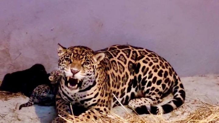 VIDEO: nacen 3 cachorros de jaguar en el zoológico de Chapultepec