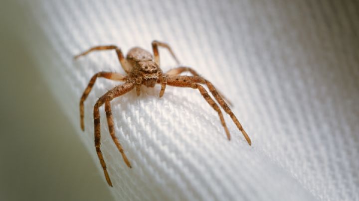 Ojo, en época de calor aumentan las picaduras de arañas y alacranes venenosos