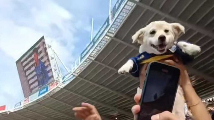 VIDEO: un perrito es captado apoyando a Boca Jrs en un estadio de Argentina