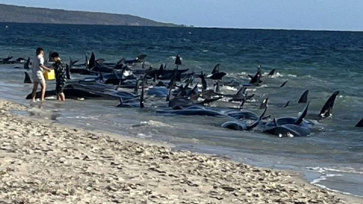 Mueren 26 ballenas piloto tras encallamiento masivo