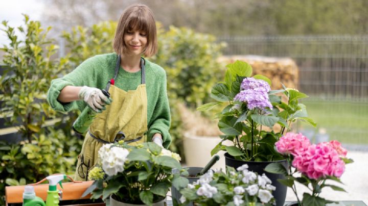 El barato fertilizante casero que te ayudará a que tus plantas estallen de flores