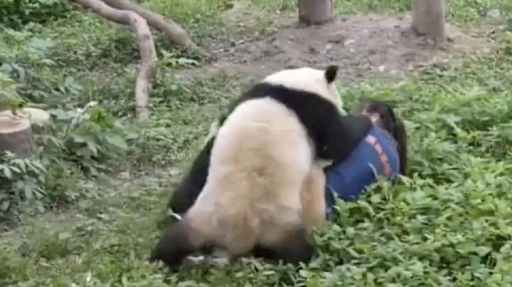 Momentos de terror: pandas atacan a cuidadora de un zoológico en China