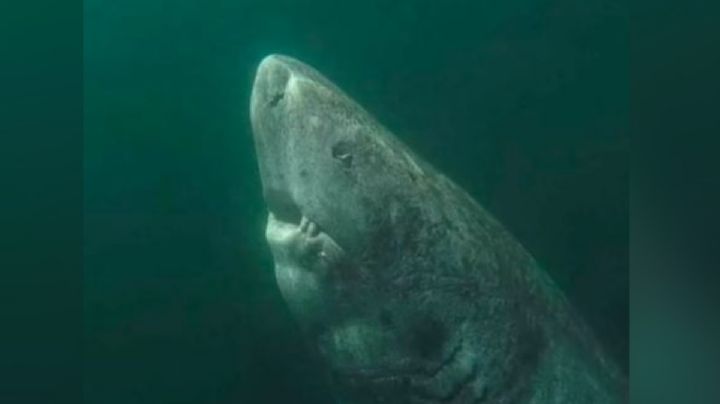 Reaparece el animal más viejo del mundo, así luce el tiburón de más de 500 años: FOTOS