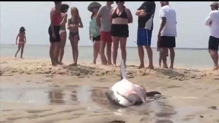 Tiburón blanco es captado fuera del mar y tratan de salvarlo a base de cubetazos | VIDEO