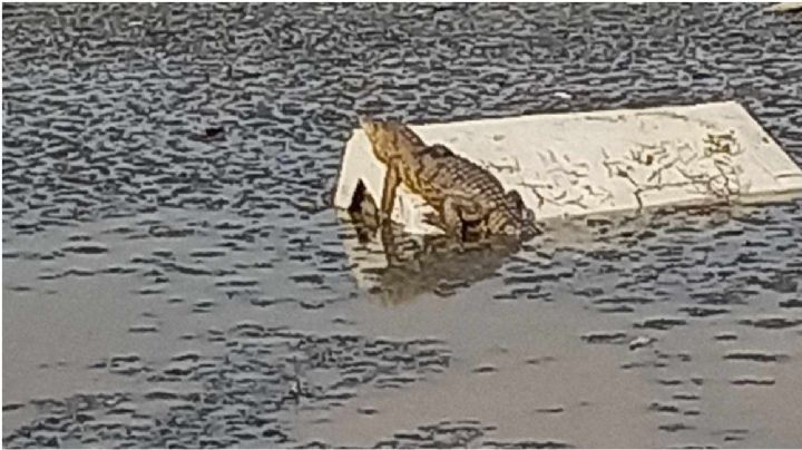 Reportan cocodrilo en Laguna de la Piedad: avistamiento de reptil causa temor en Cuautitlán Izcalli