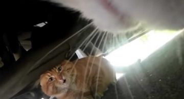 VIDEO: así se ve una persecución de gatos y peleando desde la perspectiva de un michi