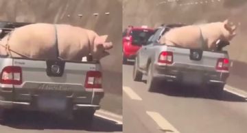 Captan a cerdo amarrado en camioneta, genera indignación en redes: VIDEO