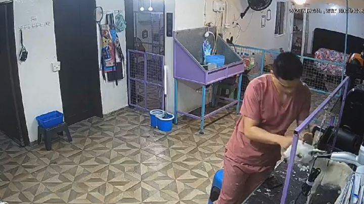 VIDEO: indigna perrito golpeado por empleado de estética canina