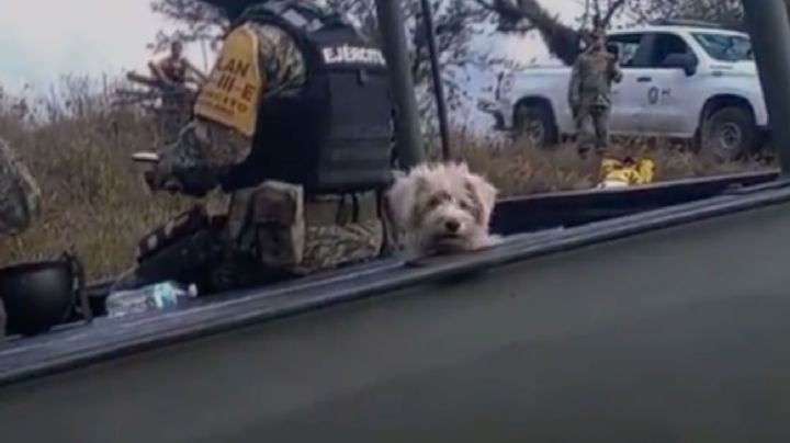 Sedena encontró un perrito después de controlar un incendio, ya lo adoptaron | VIDEO