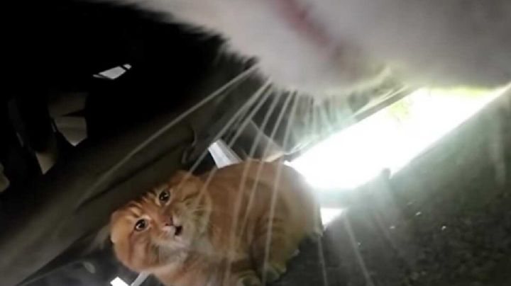 VIDEO: así se ve una persecución de gatos y peleando desde la perspectiva de un michi