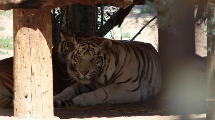 Catean casa de sicarios en Baja California y encuentran zoológico privado con tigres de bengala