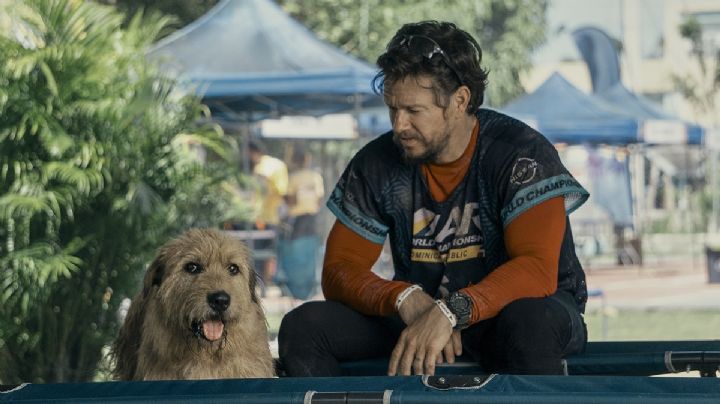 TRÁILER: Sí amas a los perros y a Mark Wahlberg tienes que ver la película "Arthur: Una amistad sin límites"