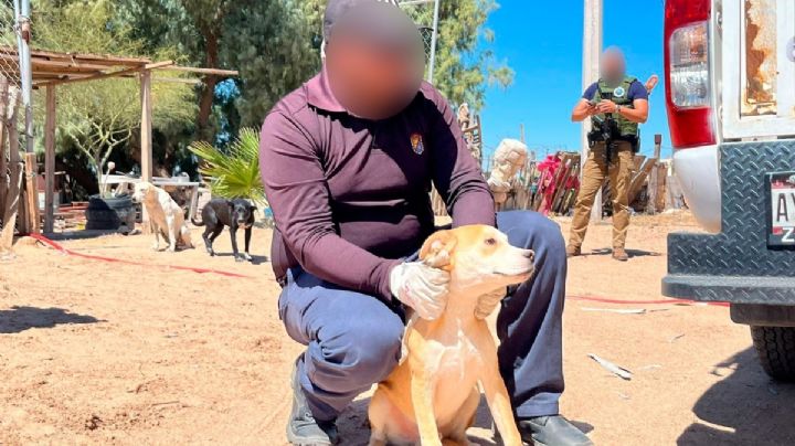 Fiscalía de Baja California investiga a un menor de edad por caso de zoofilia y maltrato animal
