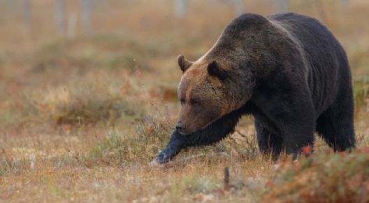 Joven intenta alimentar a un oso y muere devorado por uno durante un viaje en motocicleta