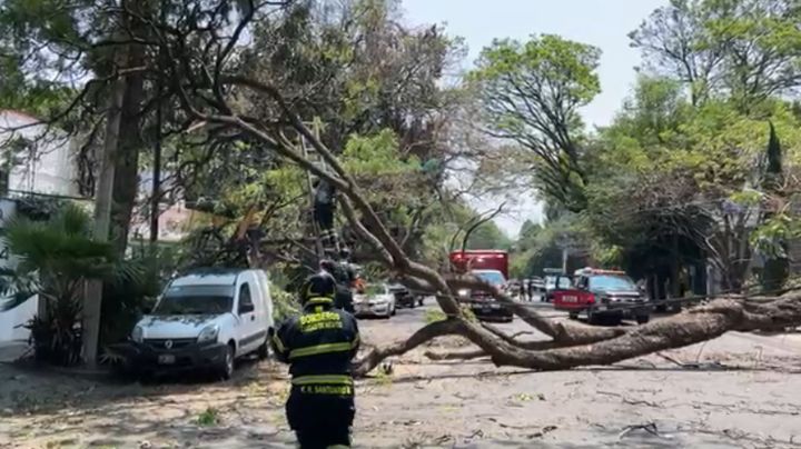 Cae enorme árbol en la colonia Insurgentes San Borja