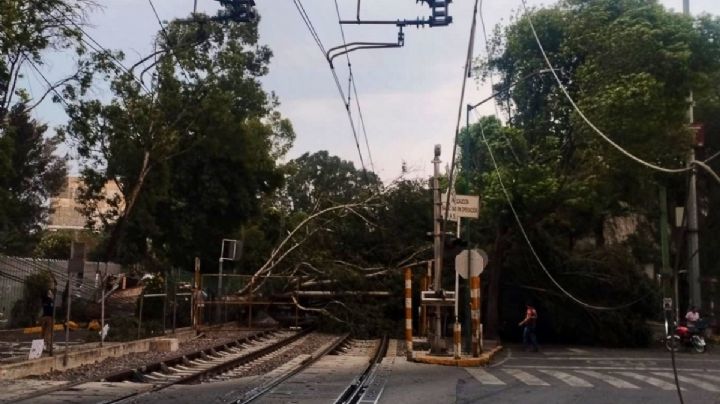 Enorme árbol cae sobre vías del Tren Ligero y colapsa circulación al sur de CDMX