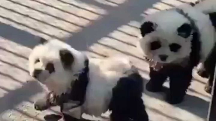 ¿Por qué un zoo de China pintó a varios perros con los colores blanco y negro de un panda?