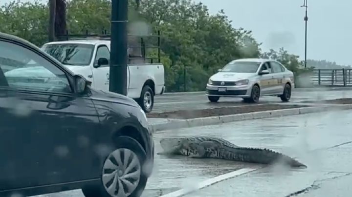 VIDEO captan a cocodrilo acostado en plena calle y complica el tránsito en Tampico