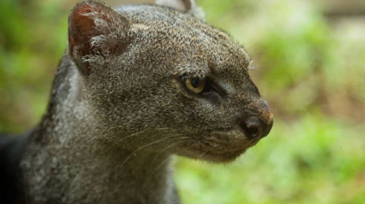 ¿Qué es un yaguarundí, cría de esta especie fue rescatada en Puebla?