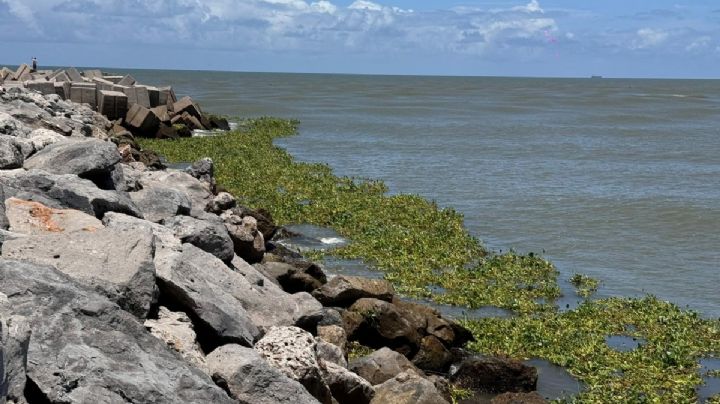 Lirio acuático invade playas de Tamaulipas