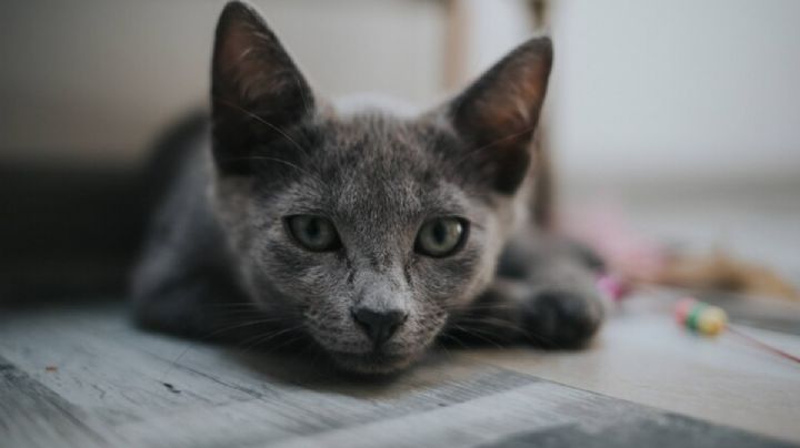 Usuaria denuncia en redes que su gato fue bajado de un camión mientras ella dormía: "sólo pido que lo cuiden mucho"