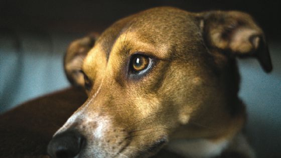 Foto de: Detienen a hombre acusado de matar a un perrito tras arrojarlo de la azotea; minutos después él también se lanzó