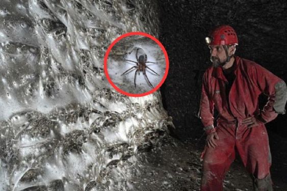 Pesadilla real: hallan gigantesca telaraña y dentro descubren una macabra escena | FOTOS