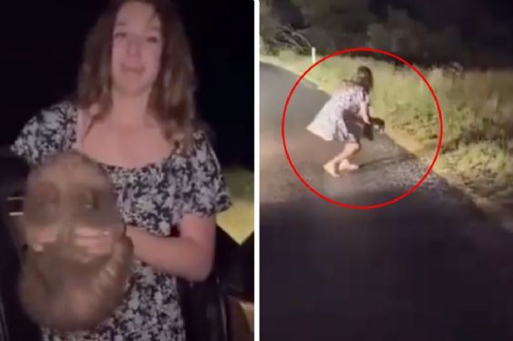 Foto de: Tunden en redes a influencer por cargar cargar cría de wombat: "corrí, no para arrebatársela a su madre"