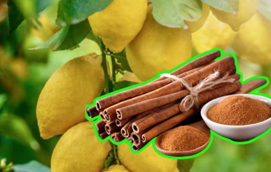 Cómo preparar un fertilizante con canela para que tu limonero estalle de frutos en mayo