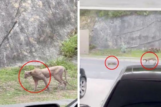 Foto de: Captan a puma acechando a un gato doméstico hasta atacarlo en calles de Monterrey | VIDEO