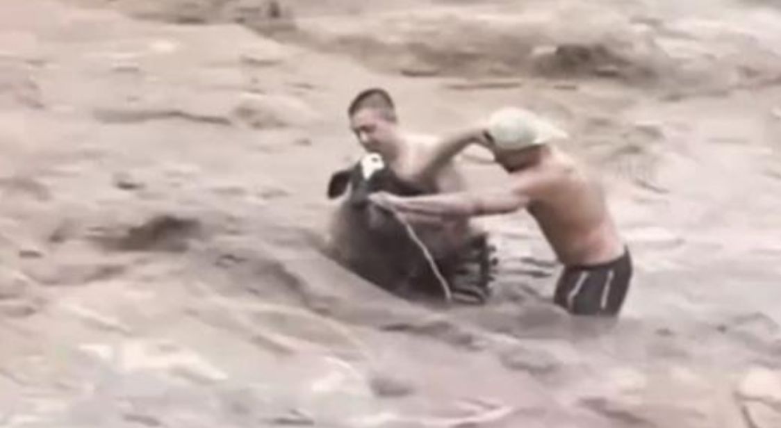 Jóvenes arriesgan su vida por salvar a un becerrito de morir ahogado en Nayarit | VIDEO