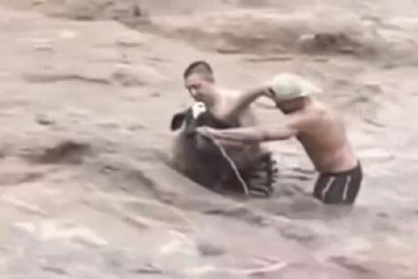 Jóvenes arriesgan su vida por salvar a un becerrito de morir ahogado en Nayarit | VIDEO