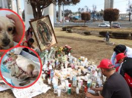 Mueren 3 de los 5 cachorritos de Cereza, la perrita embarazada rescatada tras explosión de pipa en Iztapalapa