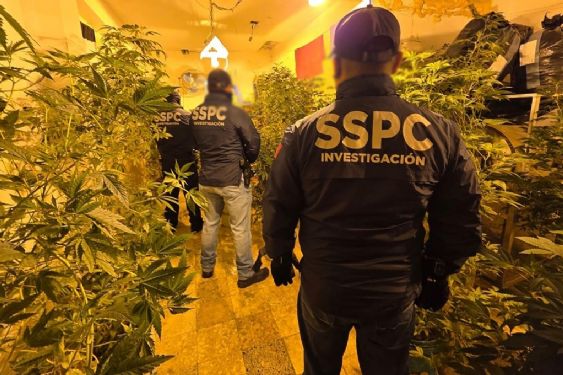 Foto de: Incautan bodegas e invernadero de mariguana en distintos puntos de la CDMX | Video