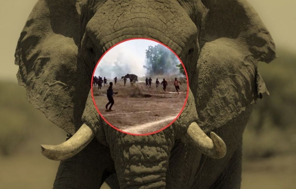 Elefante enfurecido mata a más de 20 personas y sigue suelto; vecinos duermen en techos por miedo: VIDEO