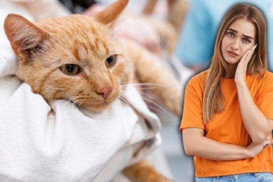 Alerta en el mundo por virus mortal que ataca a los gatos: ¿qué es y cuáles son sus síntomas?