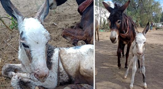Con tiernas fotos, Burrolandia anuncia el nacimiento de un burrito; piden ayuda para ponerle nombre
