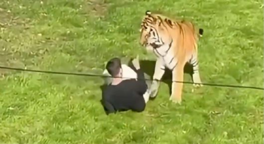 Horror en zoológico: tigre asesina a hombre que ingresó a área restringida | IMÁGENES SENSIBLES