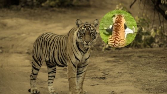 VIDEO: Así fue el desgarrador último pedido del hombre antes de ser asesinado por un tigre frente a familias
