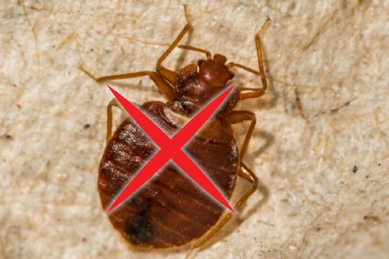 Chinches en ventanas y balcones: por qué aparecen en octubre y cómo mantenerlas alejadas